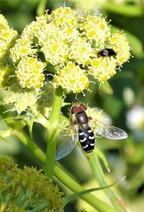 Insekten lieben die Blüten des Maggikrautes. Jeden Tag sind andere Insekten zu finden

Aufnameort: Lichtenau / Mfr.
Kamera: Panasonic Lumix TZ61