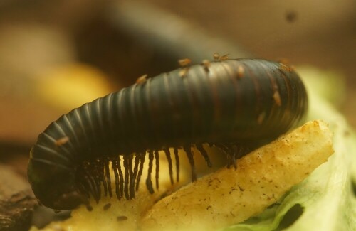 Dieser Riesentausendfüßer verzehrt gerade Obst in einem Insektarium des Kölner Zoos. Diese Tausendfüßer sind etwa so groß, wie eine kleine Schlange.

Aufnameort: Kölner Zoo
Kamera: Sony Alpha 7/II