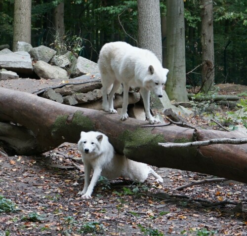 

Aufnameort: Zoo Stralsund
Kamera: Sony Alpha 7/II