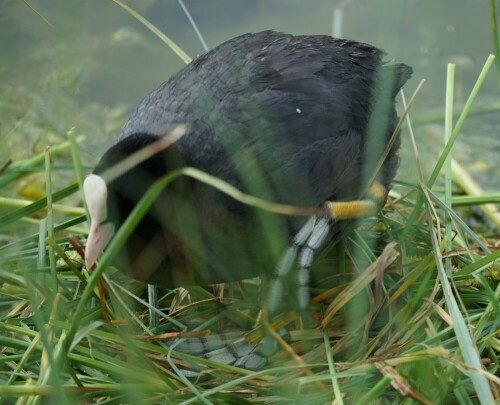 Die blauen Füße mit den charakteristischen Lappen, bekommen wir hier nur deshalb zu sehen, weil das Huhn sein Nest ausbessert. Immer wieder tritt das Huhn Grünzeug platt, um es dem Nachwuchs im Nest so behaglich wie möglich zu machen.

Aufnameort: Obersee Arosa
Kamera: Sony Alpha 7/II