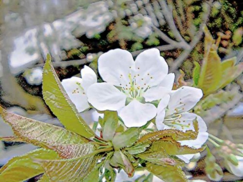 Süß- oder Knorpelkirschen sind Zuchtformen aus der Vogelkirsche
(Prunus avium(L.)).
https://de.wikipedia.org/wiki/Vogelkirsche_(Baum)

Aufnameort: Eiershausen Garten
Kamera: Medion Camcorder