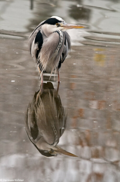 Bei einer Lufttemperatur von -6°C standen  außer allen Rosaflamingos noch ca. 10 zugewanderte Graureiher und ein überwinternder Storch im temperierten Wasser des Flamingobeckens der Wilhelma. Der Schnee an Land war ihnen wohl zu kalt.

Aufnameort: D, BW, Stuttgart, Wilhelma
Kamera: Nikon D300, Sigma 120-400