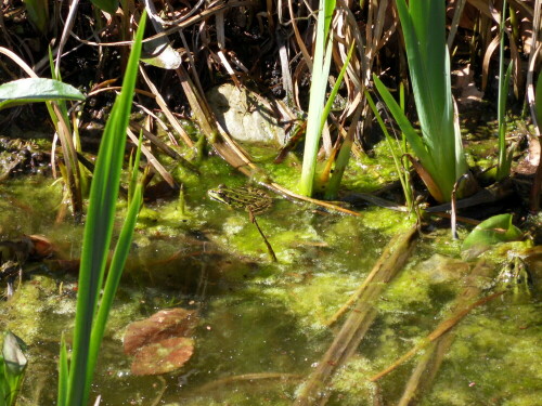 Frösche im Teich

Aufnameort: Köln Dünnwald Teich im Garten
Kamera: Samsung