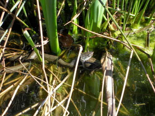 Ringelnatter auf Froschfang

Aufnameort: Köln Dünnwald Teich im Garten
Kamera: Samsung