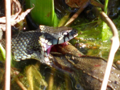 Ringelnatter auf Froschfang

Aufnameort: Köln Dünnwald Teich im Garten
Kamera: Samsung