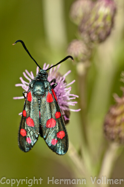 

Aufnameort: DEU, BW, Hemmingen, Zeilwald
Kamera: Nikon D300, Sigma Macro 3,5/180