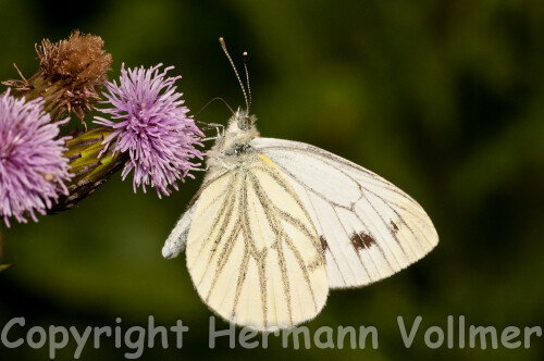 

Aufnameort: Deu, BW, Hemmingen, Zeilwald
Kamera: Nikon D300, Sigma Macro 3,5/180