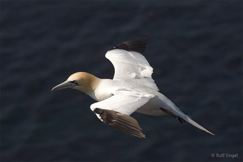 

Aufnameort: Helgoland
Kamera: CANON 1D-MkII