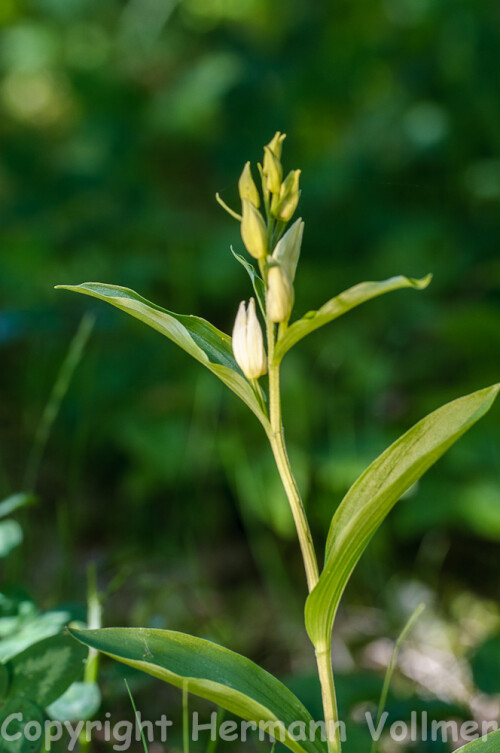 auch diese Orchidee blüht in 50-60 Exemplaren auf dem (Mager-)Rasen auf der Südseite unseres Wohnblocks.

Aufnameort: DEU, BW, Schwieberdingen
Kamera: Nikon D300, Sigma Macro 3,5/180, Stativ