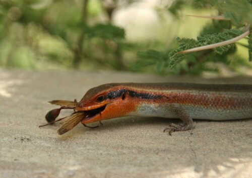 Diese Eidechse hatte schwer zu schlucken.

Aufnameort: Maun - Botswana
Kamera: Canon 450D