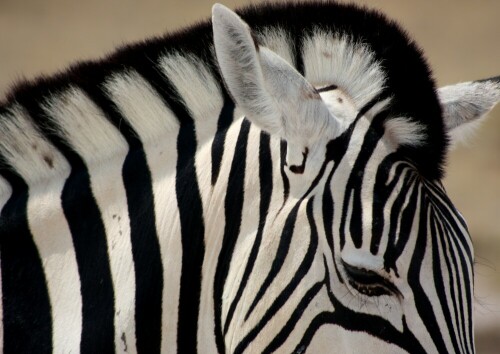 Inmitten einer Zebraherde entstand dieses Bild aus dem Auto heraus.

Aufnameort: Etosha-Park - NAmibia
Kamera: Canon 450D