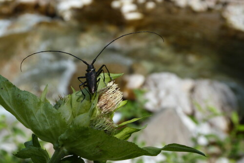 Aufgenommen im Bärgunttal/Klein-Walsertal.
Überrascht durch die Größe (ca. 4 cm Körperlänge, bei ca
10 cm Fühlerlänge) kam ich erst gar nicht zum fotografieren.

Aufnameort: Bärgunttal/Klein-Walsertal/Österreich
Kamera: Lumix FZ 48