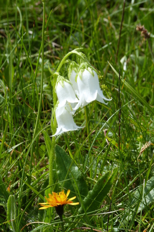 Bärtige Glockenblume (Campanula barbata) in der
weißen "Sonderanfertigung"

Aufnameort: Bärgunttal/Klein-Wasertal/Österreich
Kamera: Lumix FZ 48