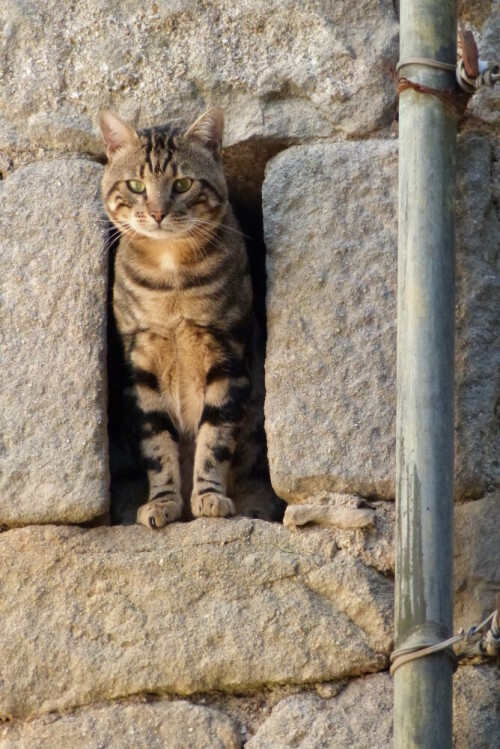 In einem alten Cevennenweiler tauchte diese Katze plötzlich
in der Schießscharte eines alten Gebäudes auf.

Aufnameort: Rochgude/Dep.Gard Südfrankreich
Kamera: Lumix FZ 48