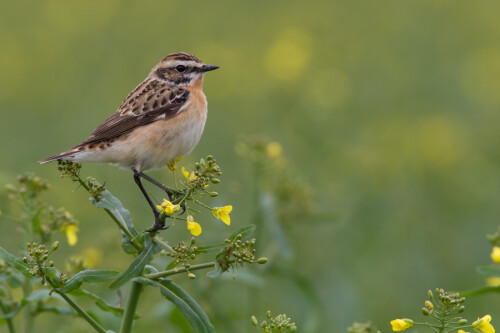 Braunkehlchen im Rapsfeld

Aufnameort: Franken
Kamera: eos7d, 500mm