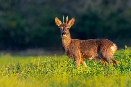 Rehbock in der Äsung zur goldenen Stunde

Aufnameort: Rems-Murr-Kreis
Kamera: Nikon D500