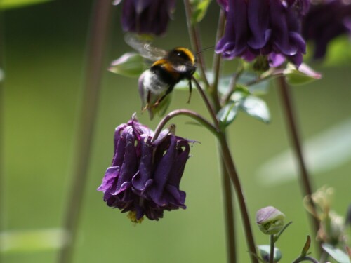 Im eigenen Garten entdeckt.

Aufnameort: Lindenfels
Kamera: Canon 450D