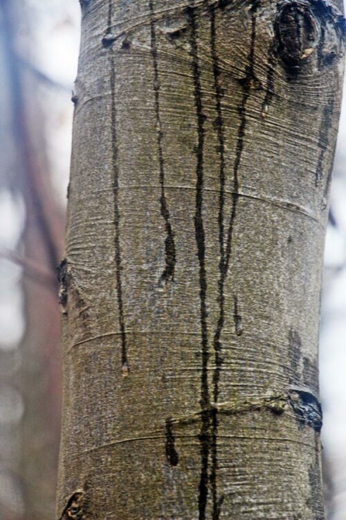 Auch der Kronenbereich von Bäumen führt das Regenwasser häufig zum Stammbereich.
https://de.wikipedia.org/wiki/Regenwasser

Aufnameort: Eiershausen Hirschbergwald
Kamera: Canon EOS 1300D