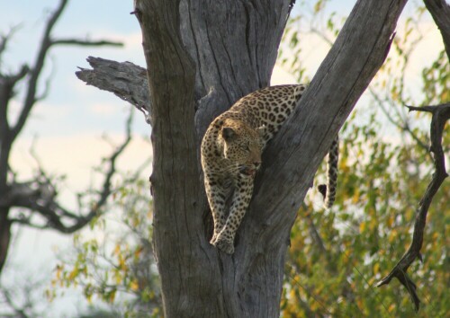 Dieser Leopard genoss sichtlich seinen Platz mit Ausblick.

Aufnameort: Moremi Park - Botswana - in Xakanaka
Kamera: Canon 450D