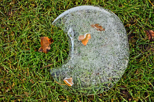 

Aufnameort: Weidenbach, in meinem Garten
Kamera: Nikon 7000