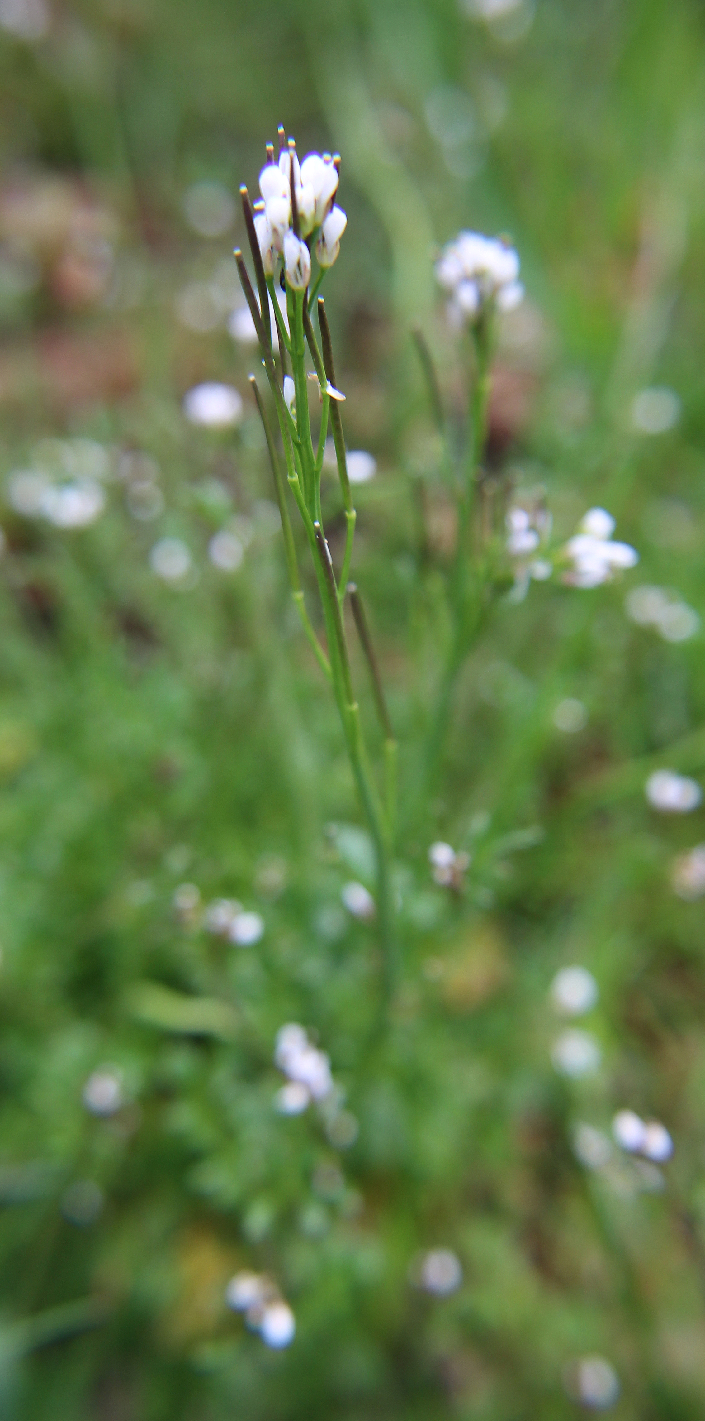 Die Grundblätter des Acker-Schmalwandes(Arabidopsis thaliana) sind rosettig am Boden angeordnet.
https://de.wikipedia.org/wiki/Acker-Schmalwand

Aufnameort: Eiershausen Garten
Kamera: Canon EOS 700D