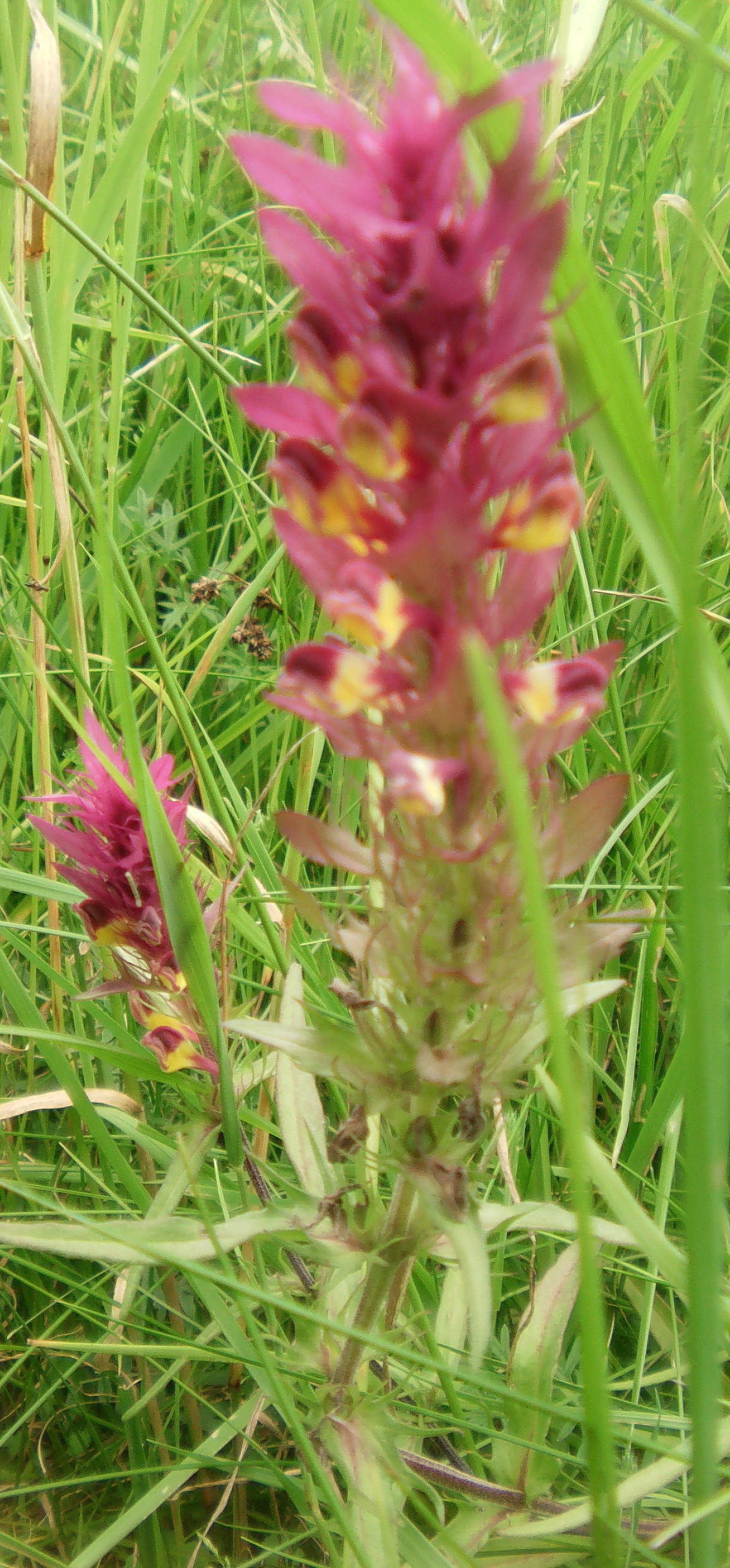 Eine farblich auffällige Pflanze auf den sommerlichen Getreidefeldern, Weiden oder Wiesen. Sie ist schwach giftig und gilt als Halbparasit.
http://de.wikipedia.org/wiki/Ackerwachtelweizen

Aufnameort: Eiershausen südwestlich des Skihanges
Kamera: Medion Digitaler Full-HD-Camcorder mit Touchscreen Medion Life