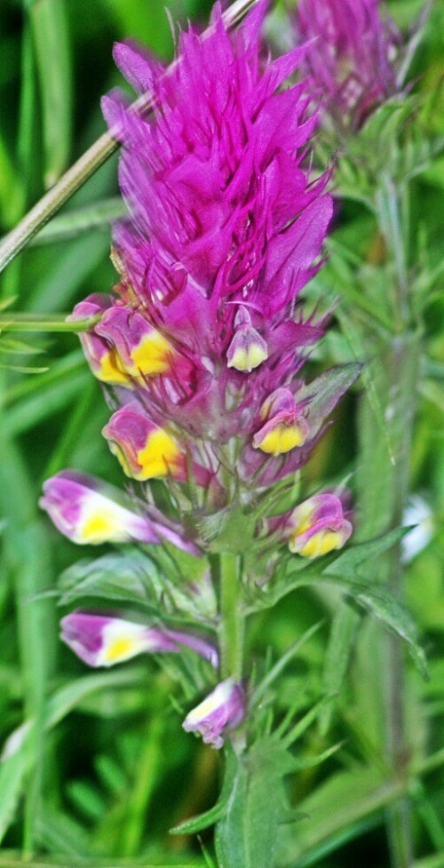 Der Ackerwachtelweizen gehört zu den Sommerwurzgewächsen(Orobanchaceae) und ist einjährig.
Es ist ein Halbparasit auf Weizen und anderen Gräsern.
Er wächst gerne auf kalkhaltigen Ackerböden, woher sein deutscher Name kommt.
https://de.wikipedia.org/wiki/Acker-Wachtelweizen



Aufnameort: Eiershausen südlich der Wacholderheide
Kamera: Canon EOS 1300D