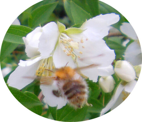 Ein sommerlicher Blütenbesucher
http://de.wikipedia.org/wiki/Ackerhummel
http://de.wikipedia.org/wiki/Deutzie

Aufnameort: Eiershausen Garten
Kamera: Medion Digitaler Full-Camcorder mit Touchscreen Medion Life