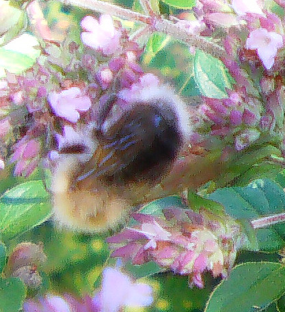 Eine hellgefärbte Ackerhummel beim Blütenbesuch
http://de.wikipedia.org/wiki/Ackerhummel

Aufnameort: Eiershausen Garten
Kamera: Medion Digitaler Full-HD-Camcorder mit Touchscreen Medion Life