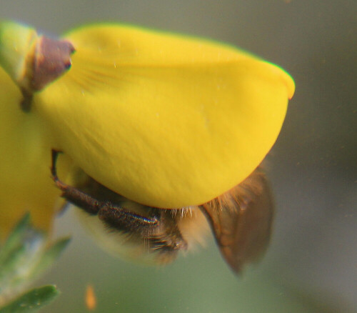 ackerhummel-bombus-pascuorum-s-17139.jpeg