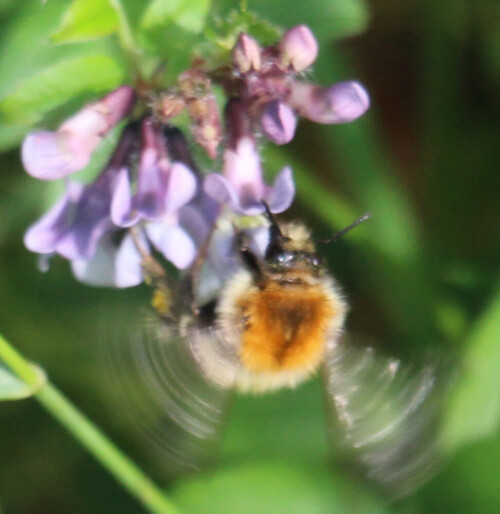 ackerhummel-bombus-pascuorum-s-17254.jpeg