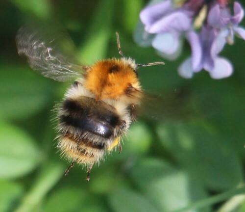 ackerhummel-bombus-pascuorum-s-17286.jpeg