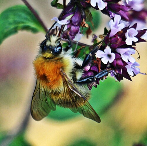 ackerhummel-bombus-pascuorum-s-19253.jpeg