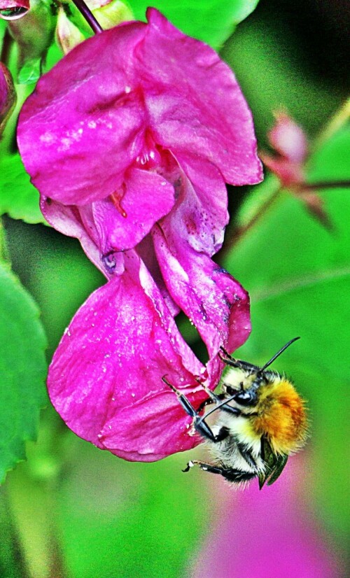 Neben Bienen können auch Hummeln Opfer von Pestiziden werden.
Gegen Herbst und kühler Witterung nähert sich aber für viele Insekten auch so ihr Ende.
https://de.wikipedia.org/wiki/Ackerhummel

Aufnameort: Eiershausen Waldrand des Hirschbergwaldes
Kamera: Canon EOS 1300D