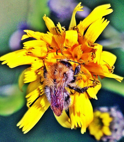 Hummeln können noch etwas niedrigere Außentemperaturen ertragen als vergleichsweise Bienen.
https://de.wikipedia.org/wiki/Ackerhummel

Aufnameort: Eiershausen Waldrand
Kamera: Canon EOS 1300D