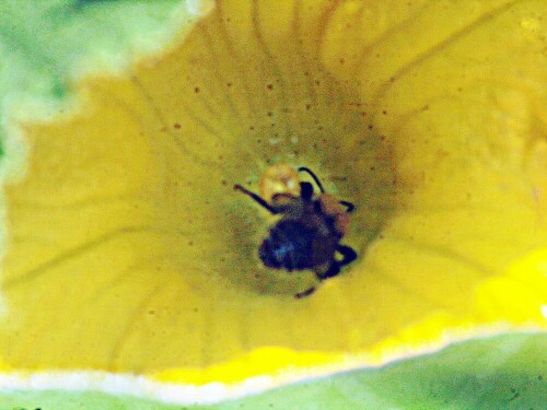 ackerhummel-bombus-pascuorum-scopoli-1763-29358.jpeg