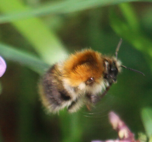 Die Ackerhummel gilt als anpassungsfähige Kulturfolgerin und Ubiquist, d. h. dass sie eine Vielzahl von Standorten besiedeln kann.
https://de.wikipedia.org/wiki/Ackerhummel

Aufnameort: Eiershausen Garten
Kamera: Canon EOS 700D