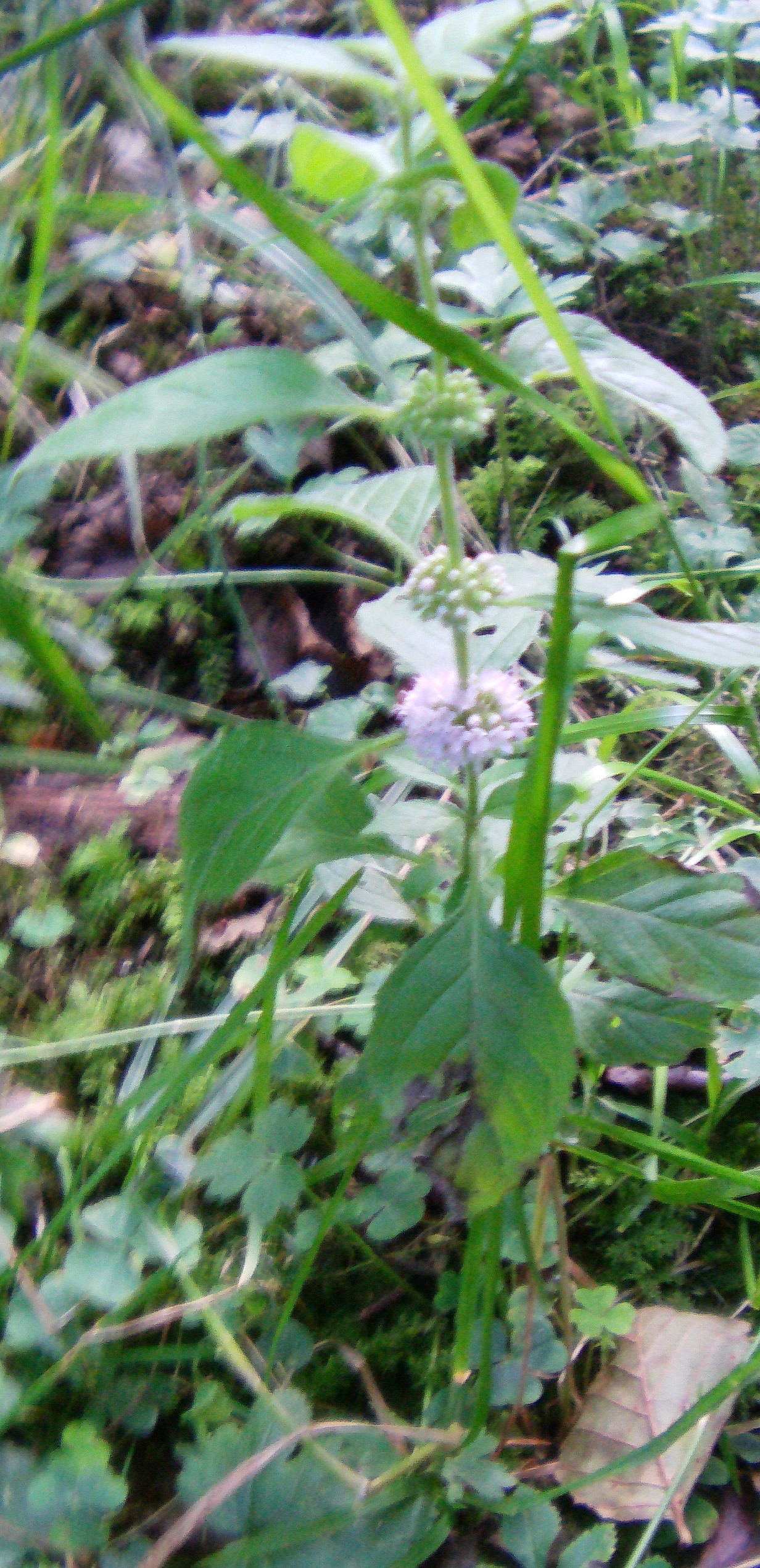 Die Ackerminze(Mentha arvensis(L.)) wächst an feuchten sowie nährstoffreichen Standorten(z. B. auf Nasswiesen, Äcker oder in Bodensenken).
http://de.wikipedia.org/wiki/Acker-Minze

Aufnameort: Eiershausen Hirschbergwald
Kamera: Medion Digitaler Full-HD-Camcorder mit Touchscreen Medion Life