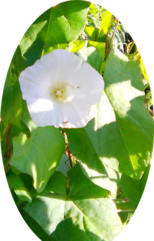 Die Ackerwinde gehört zu den Windengewächsen(Convolvulaceae).
In Gärten sowie auf Feldern wird ihre Konkurrenz um Licht nicht gerne gesehen.
http://de.wikipedia.org/wiki/Acker-Winde

Aufnameort: Eiershausen Garten
Kamera: Digitaler Full-HD-Camcorder mit Touchscreen Medion Life