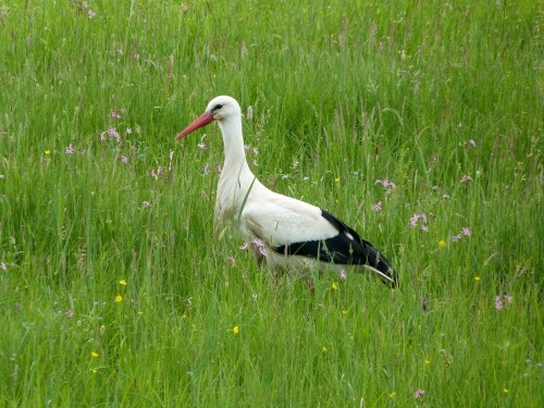 Der Farbkontrast war herrlich. Der Weißstorch in der grünen Wiese
umgegeben von den roten Farbflecken der Kuckuckslichtnelke.

Aufnameort: ReinheimerTeich/Odenwald
Kamera: Lumix FZ 48