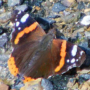 Ein Schmetterling, der vielleicht flüchtig etwas dem kleinen Fuchs ähnelt? Er ist nähe mit dem Distelfalter(Vanessa cardui) verwandt.
http://de.wikipedia.org/wiki/Vanessa_(Schmetterling)


Aufnameort: Eiershausen Garten
Kamera: Digitaler Full-HD-Camcorder mit Touchscreen Medion Life