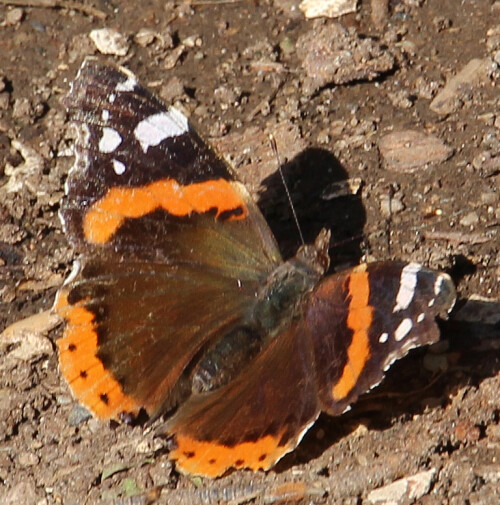 Der Admiral gehört zu den Wanderfaltern.
https://de.wikipedia.org/wiki/Admiral_(Schmetterling)

Aufnameort: Eiershausen Garten
Kamera: Canon EOS 700D