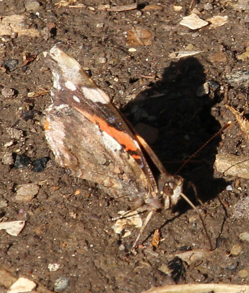 Der Admiral gehört zu den Edel-(Nymphalidae) sowie Wanderfaltern.
Sie können bis in Höhen von 2500 Meter über dem Meeresspiegel angetroffen werden. 
https://de.wikipedia.org/wiki/Admiral_(Schmetterling)

Aufnameort: Eiershausen Garten
Kamera: Canon EOS 700D