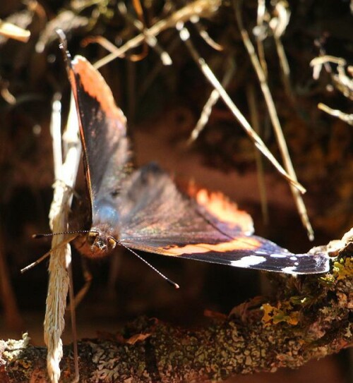 Seine Raupe fressen oft an Brennnessel.
https://de.wikipedia.org/wiki/Admiral_(Schmetterling)

Aufnameort: Eiershausen Garten
Kamera: Canon EOS 700D