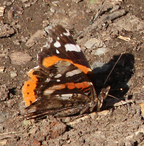 Der Admiral gehört zur Familie Der Edelfalter(Nymphalidae).
https://de.wikipedia.org/wiki/Admiral_(Schmetterling)

Aufnameort: Eiershausen Garten
Kamera: Canon EOS 700D