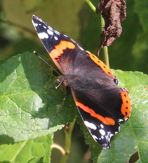 Ein Falter bzw. Schmetterling, der zu den Edelfaltern(Nymphalidae) gehört.
Admiral ist ein Wanderfalter. Er kann in Wäldern, auf landwirtschaftlich genutzten Flächen oder in Gärten wie Siedlungen angetroffen werden.
https://de.wikipedia.org/wiki/Admiral_(Schmetterling)

https://www.youtube.com/watch?v=witaXgsQ3xQ
https://www.youtube.com/watch?v=eDwNzJVPtfU
https://www.youtube.com/watch?v=T0QDRdqDQf8
https://www.youtube.com/watch?v=EVuhXCX4DAY
u. a.

Aufnameort: Eiershausen Garten
Kamera: Canon EOS 700D