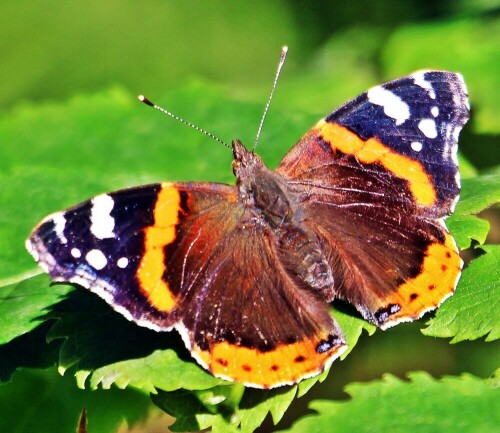 Auch der Admiral ist ein Tagfalter, der zu den Edelfaltern(Nymphalidae) gehört.
Der Admiral ist ein Wanderfalter, wobei jene Art Falter beim ersten Frost sterben.
https://de.wikipedia.org/wiki/Admiral_(Schmetterling)

Aufnameort: Eiershausen Hirschbergwald
Kamera: Canon EOS 1300D