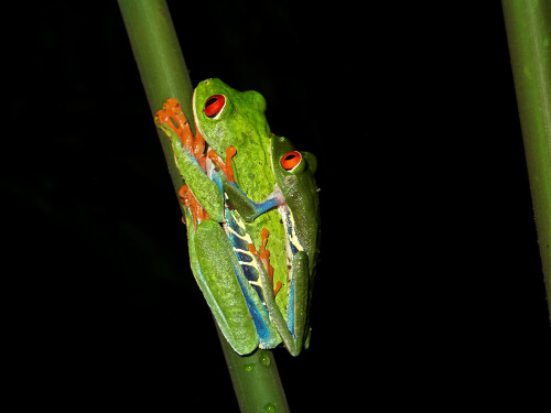 Ein Paar der Rotaugenlaubfrösche der Gattung Agalychnis

Aufnameort: Selva Verde (Costa Rica)
Kamera: Leica D-Lux 4