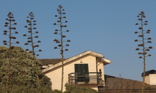 agave-n-l-15476.jpeg