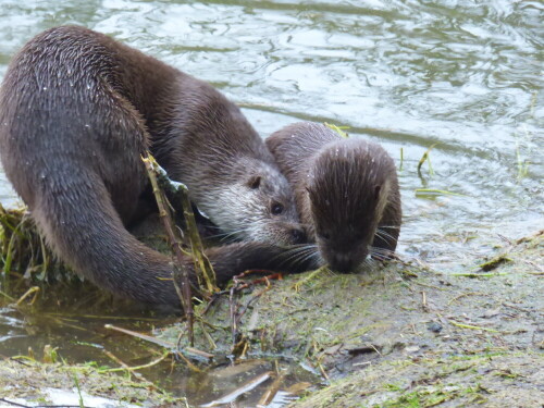 agile-otter-15839.jpeg